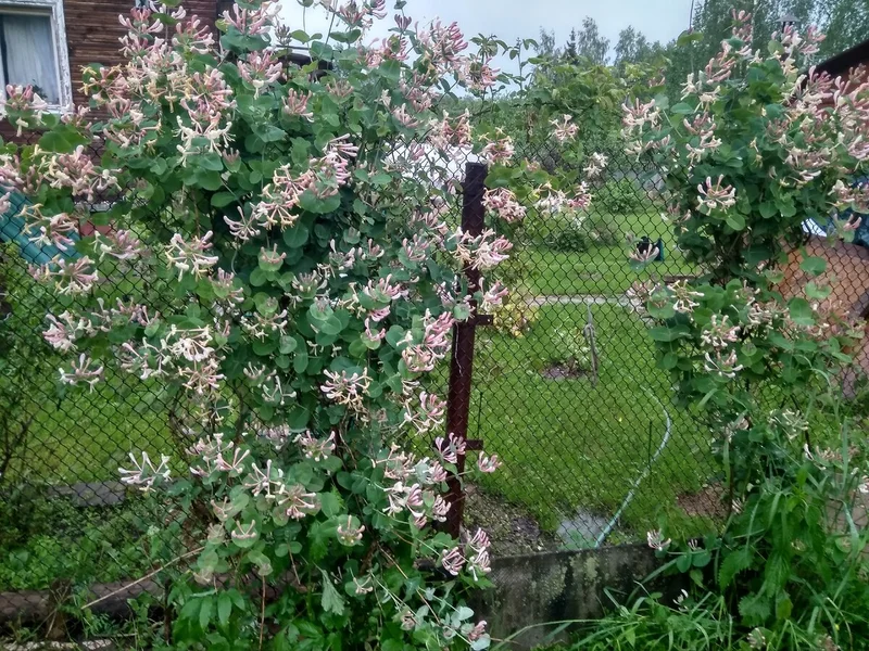 Жимолость каприфоль