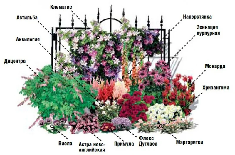 Схема цветочного миксбордера