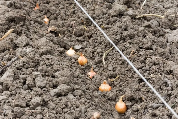 Посадить лук-севок